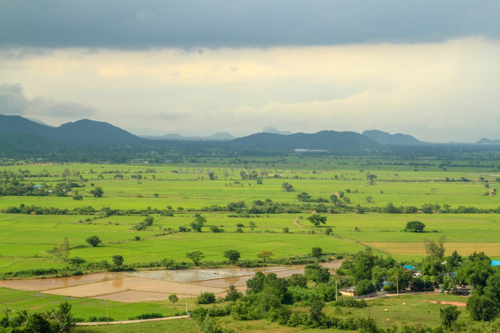 filed landscape in thailand by pumppump
