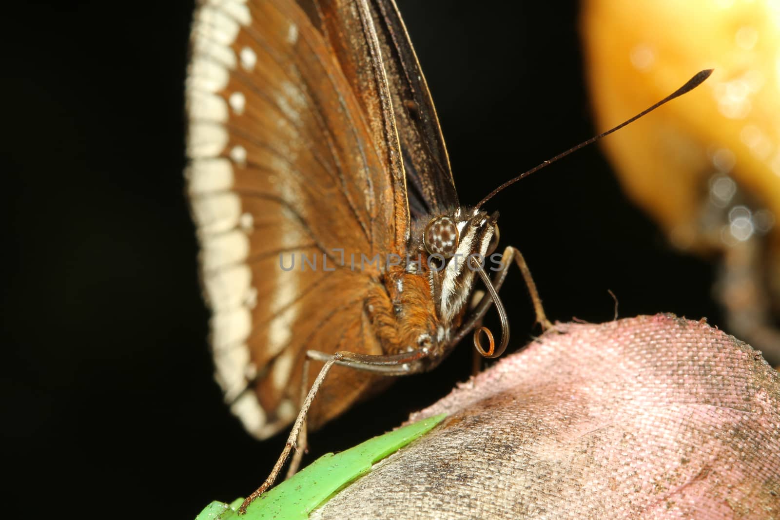 close up brown butterfly by pumppump