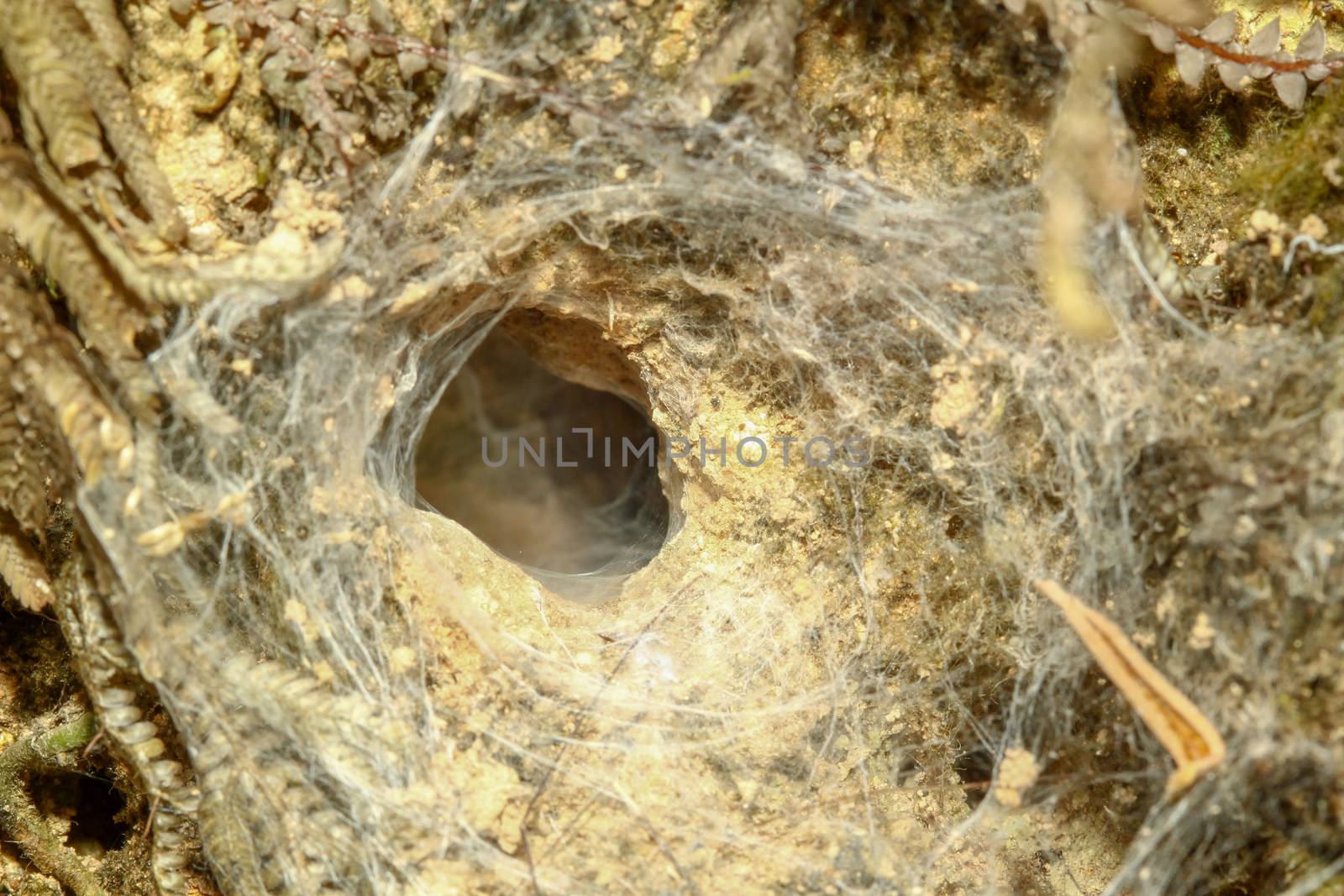 spider hole in soil at forest
