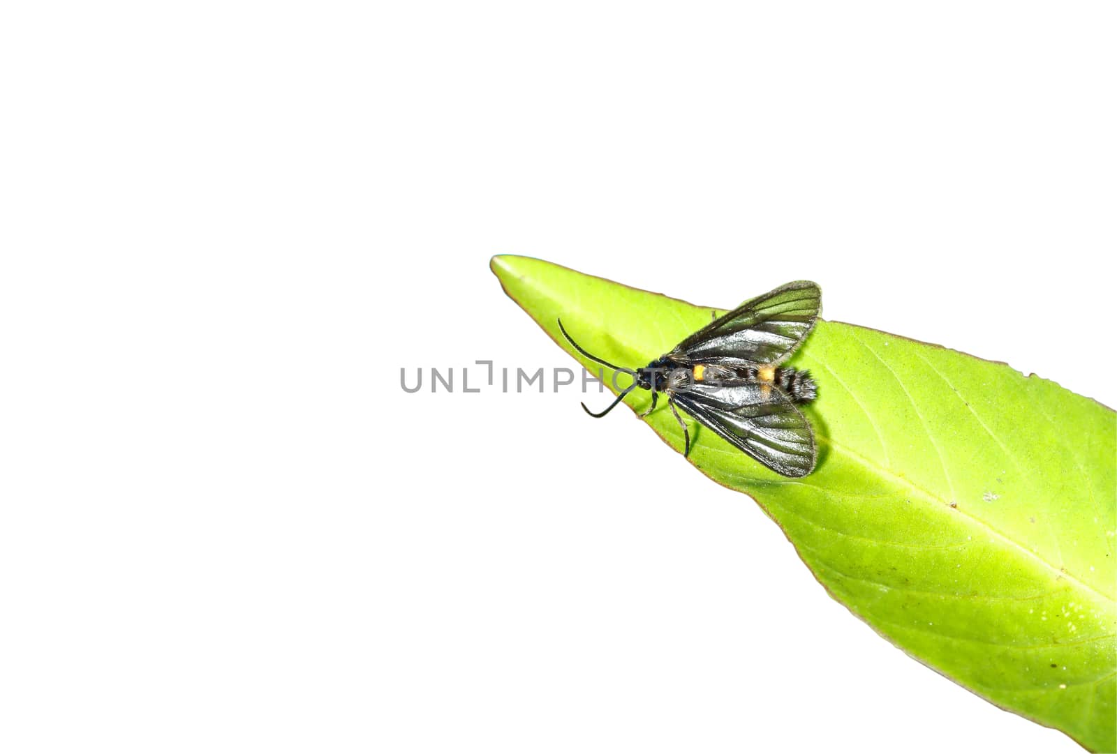 bee mine on leaf and white background