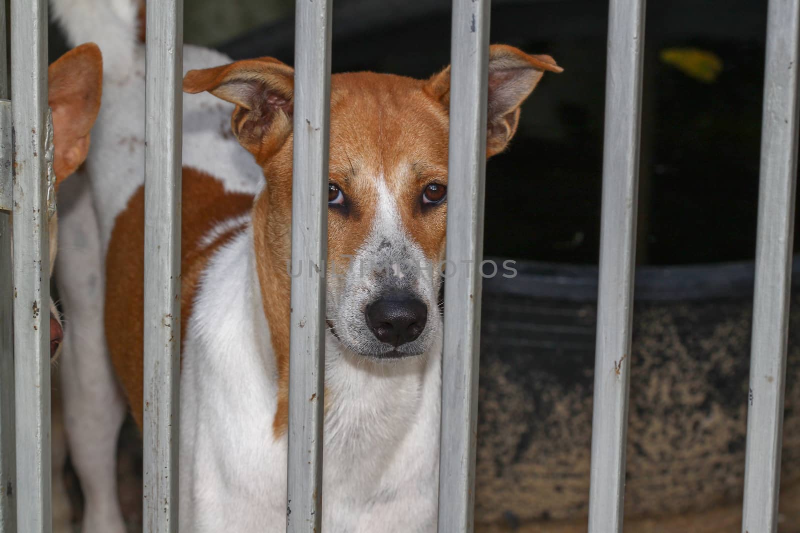 the dog in side cage at home