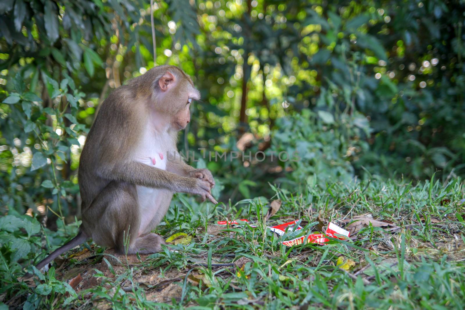 Monkey sitdown and look Garbage in side forest by pumppump