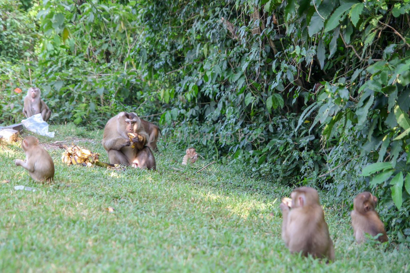 Big monkey eat banana at center group .