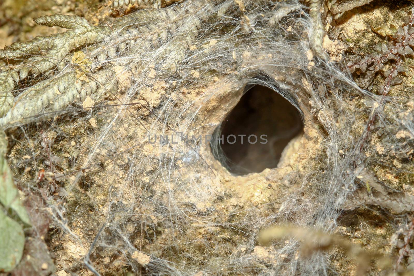 spider hole in soil at forest