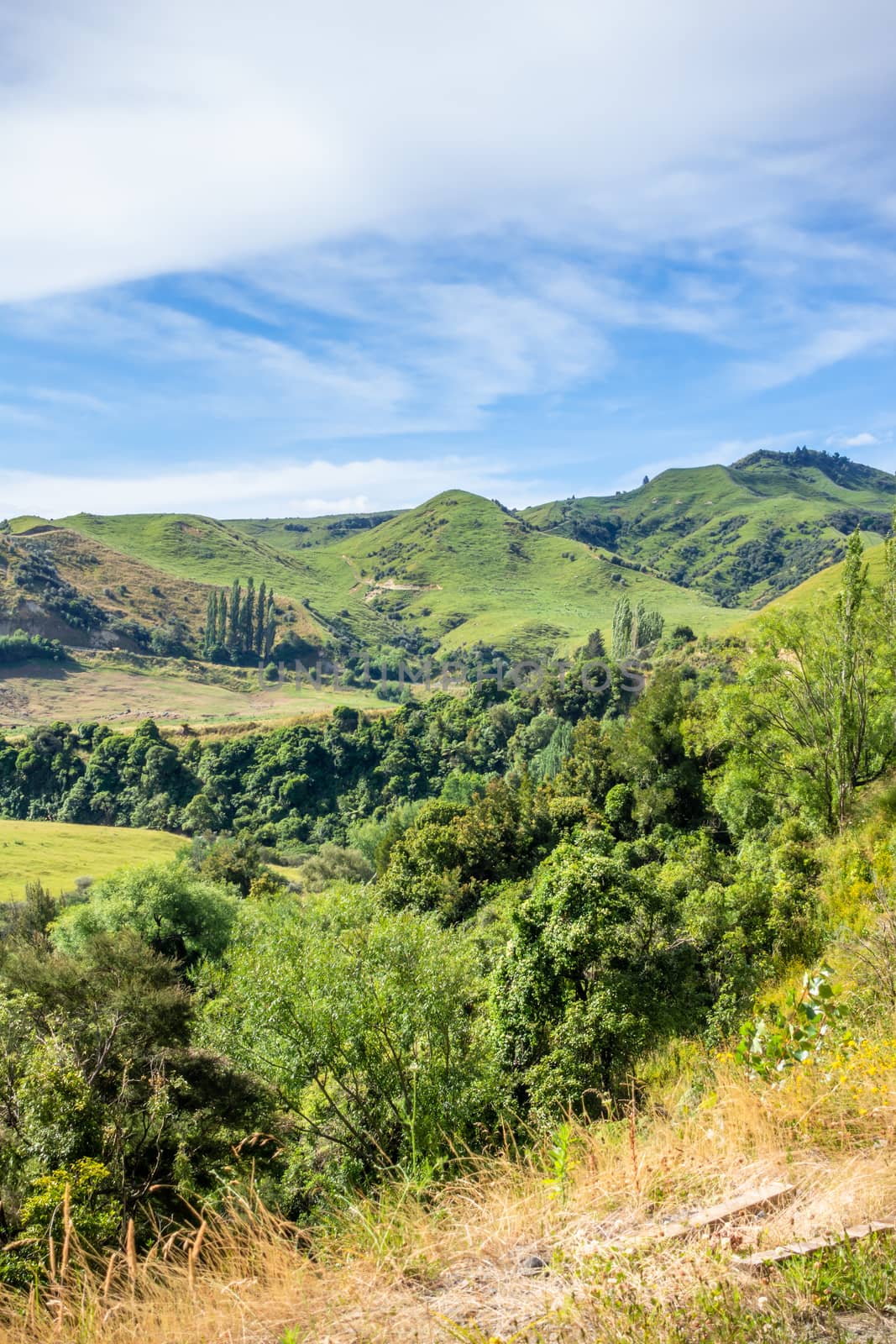 An image of a typical rural landscape in New Zealand