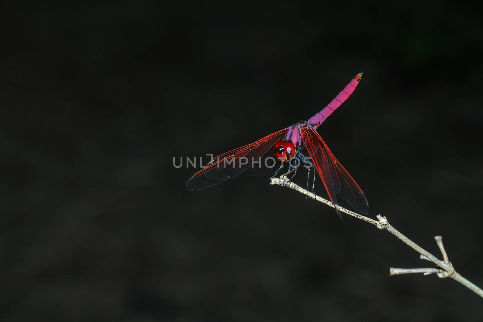 pink dragonfly on stick bamboo in forest at thailand by pumppump