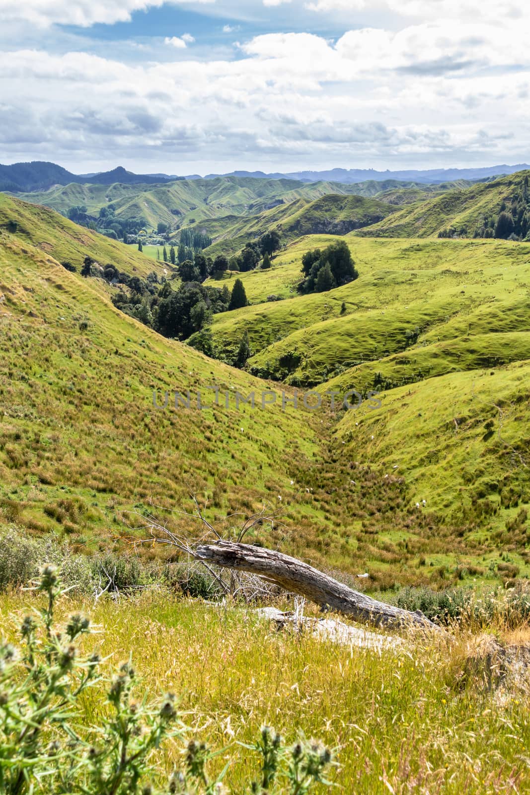 typical rural landscape in New Zealand by magann