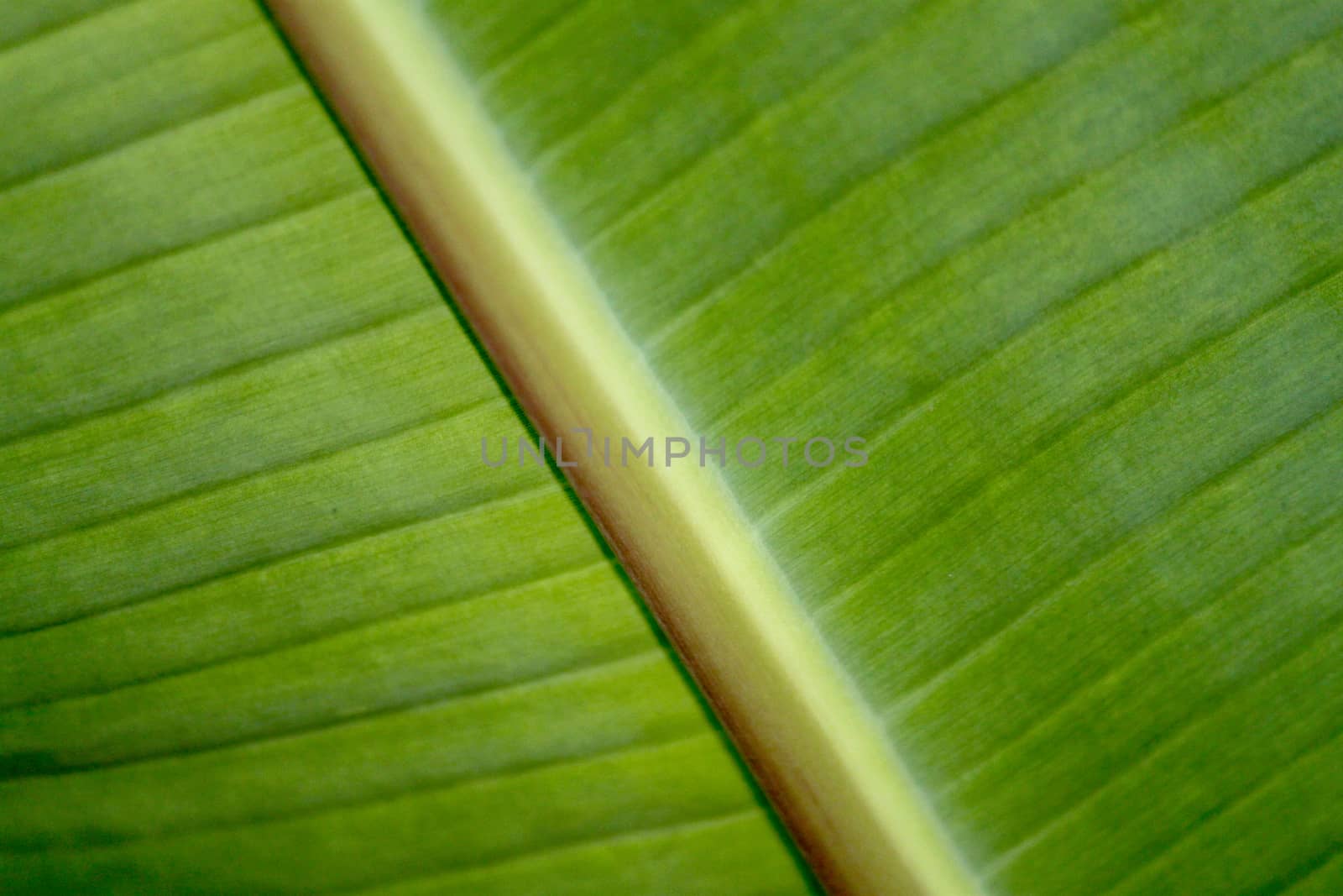 close up banana leaf pattern with outdoor back light. Selective focus