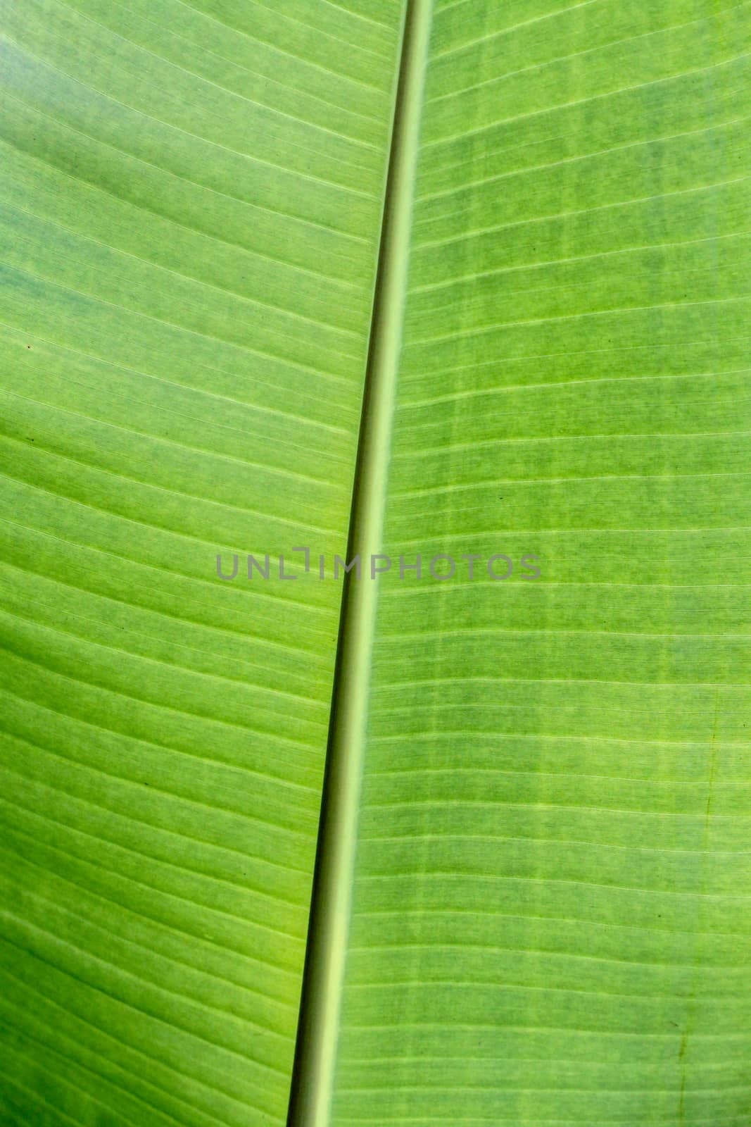 close up banana leaf pattern with outdoor back light. Selective focus