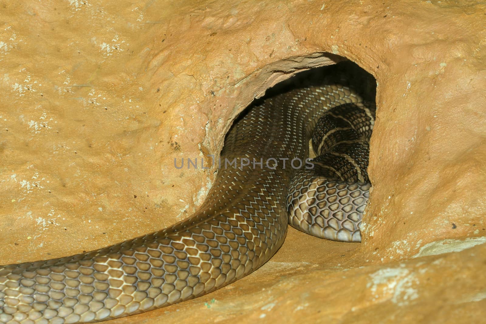 Close up body big king cobra snake at thailand