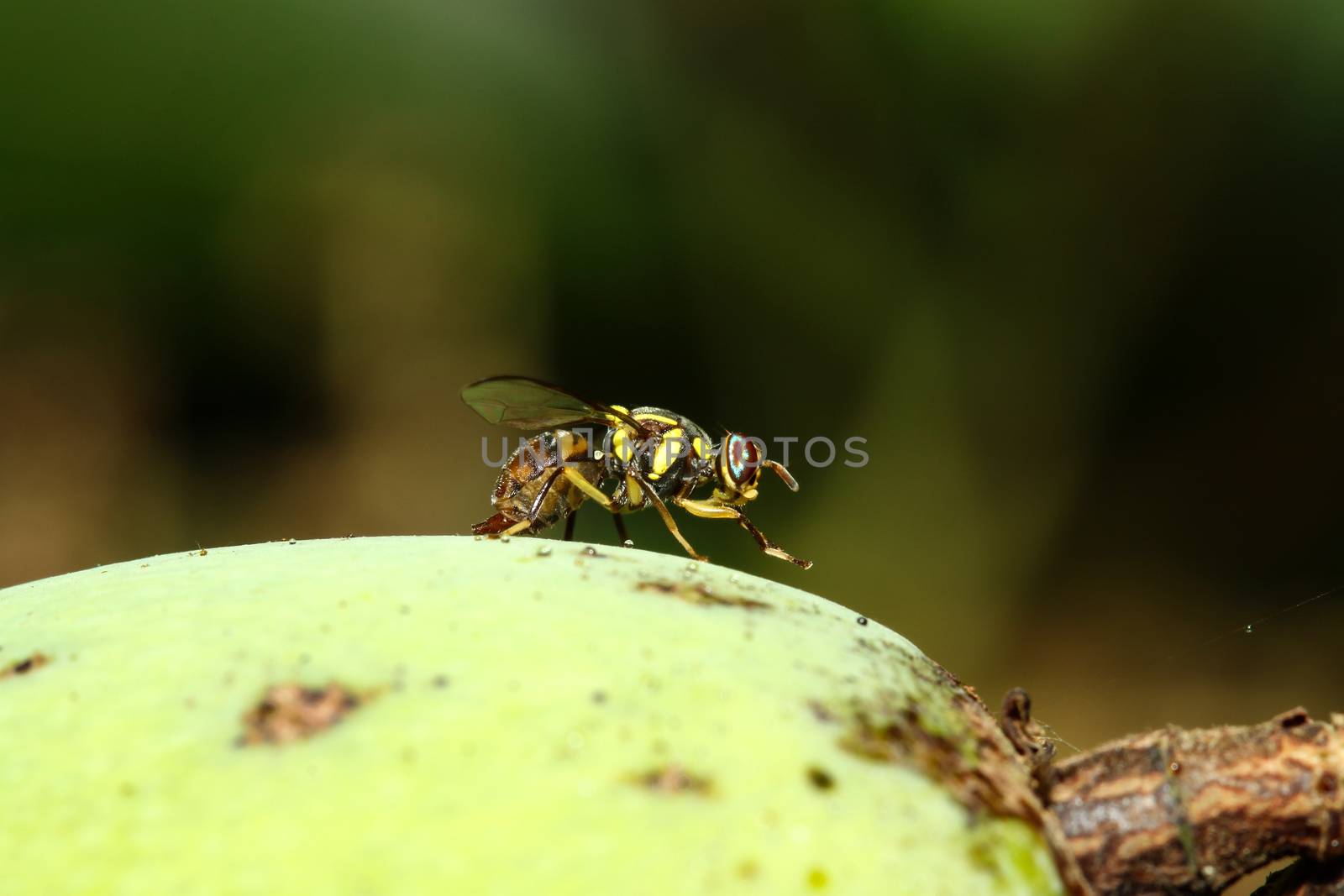 Close up yellow flower fly on mango
