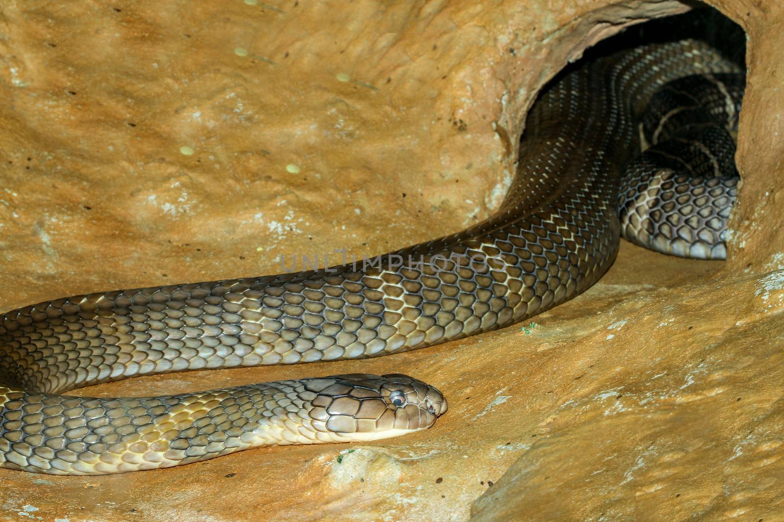 Close up big king cobra snake in cave at thailand by pumppump