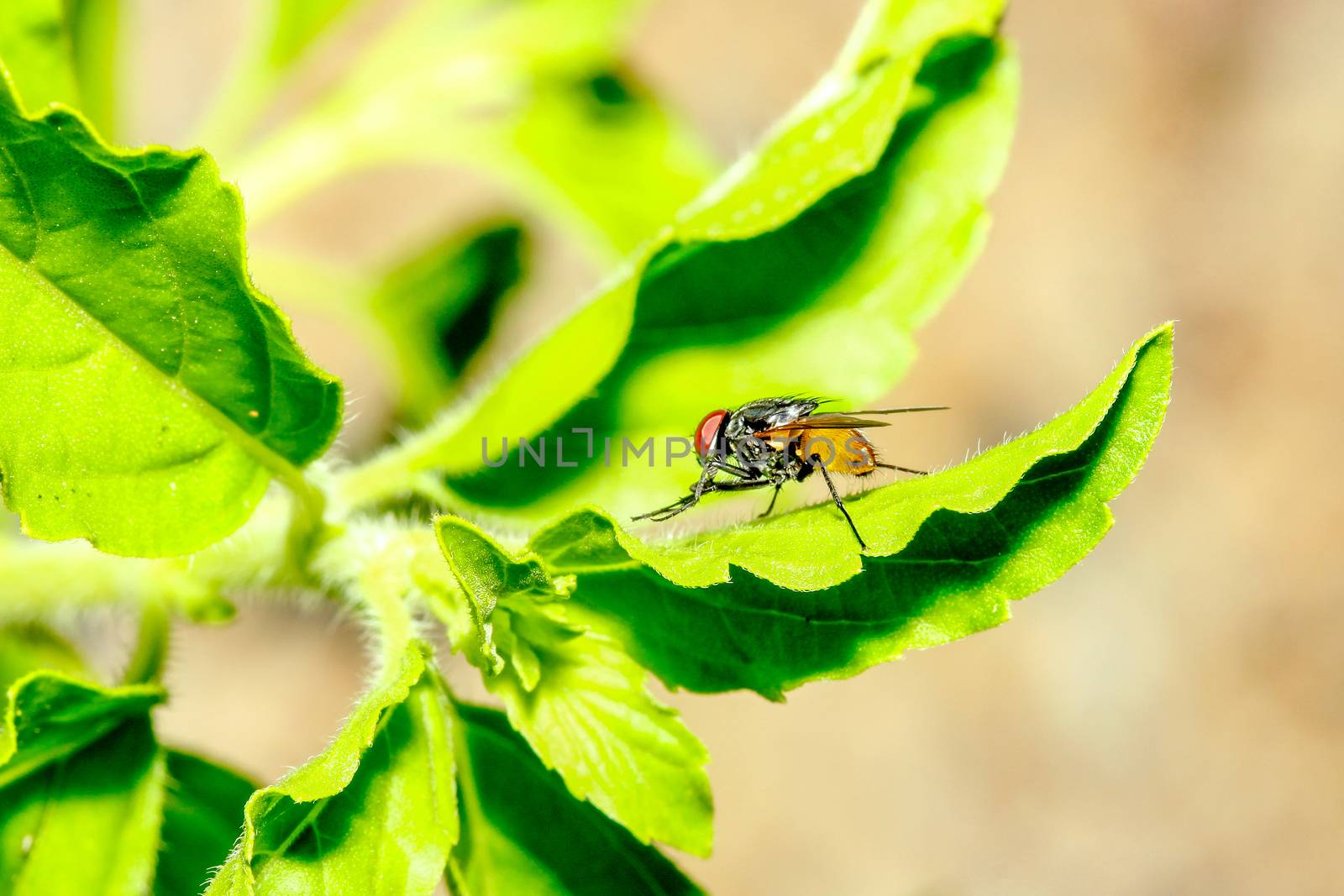 Brown fly on green leaf in garden  at thailand  by pumppump