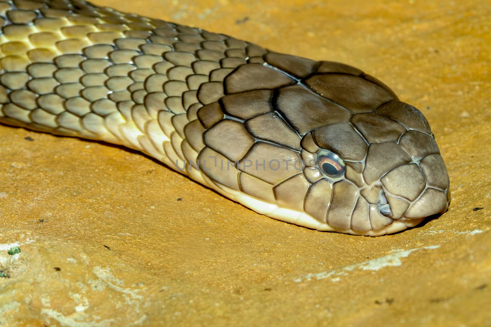 Close up head king cobra at thailand by pumppump