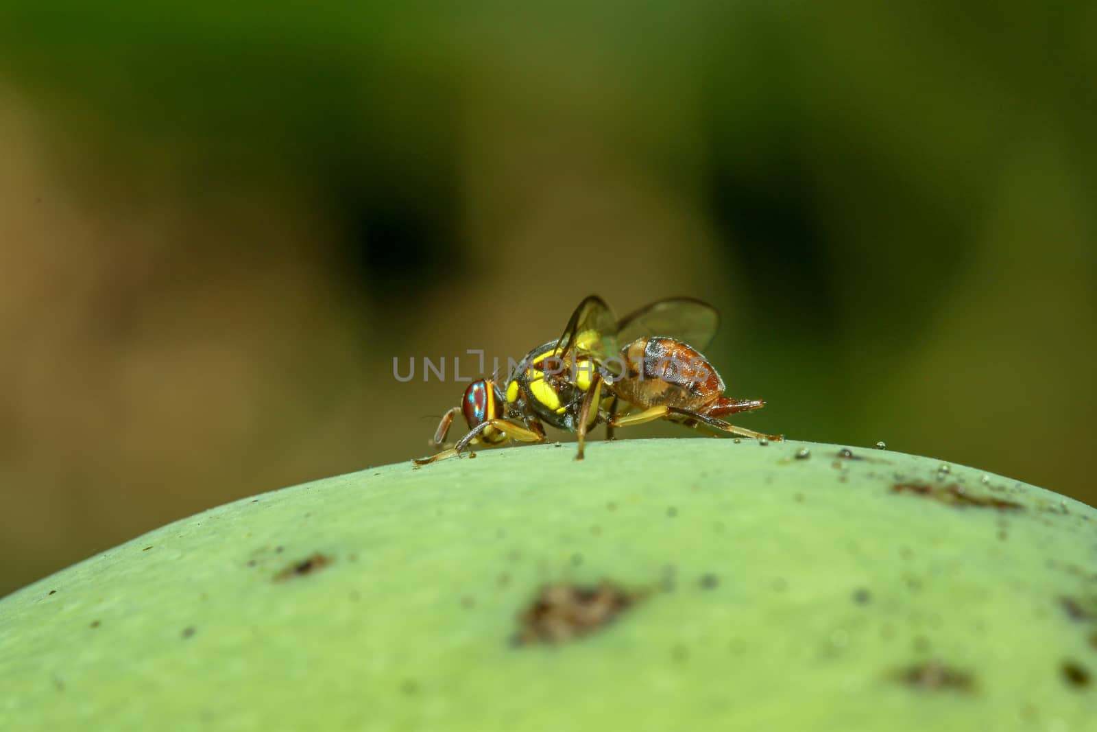 Close up yellow flower fly on mango by pumppump