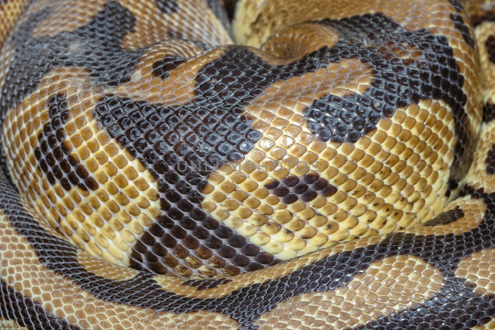 Close up Ball python snake skin  by pumppump