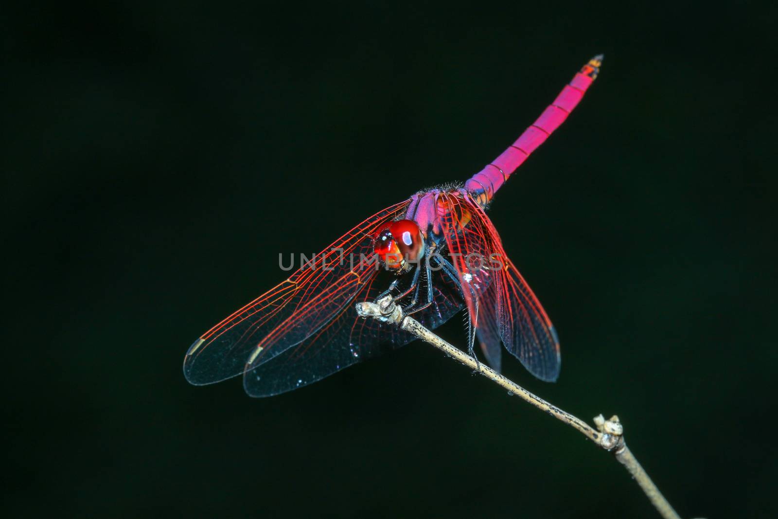pink dragonfly on stick bamboo in forest at thailand by pumppump
