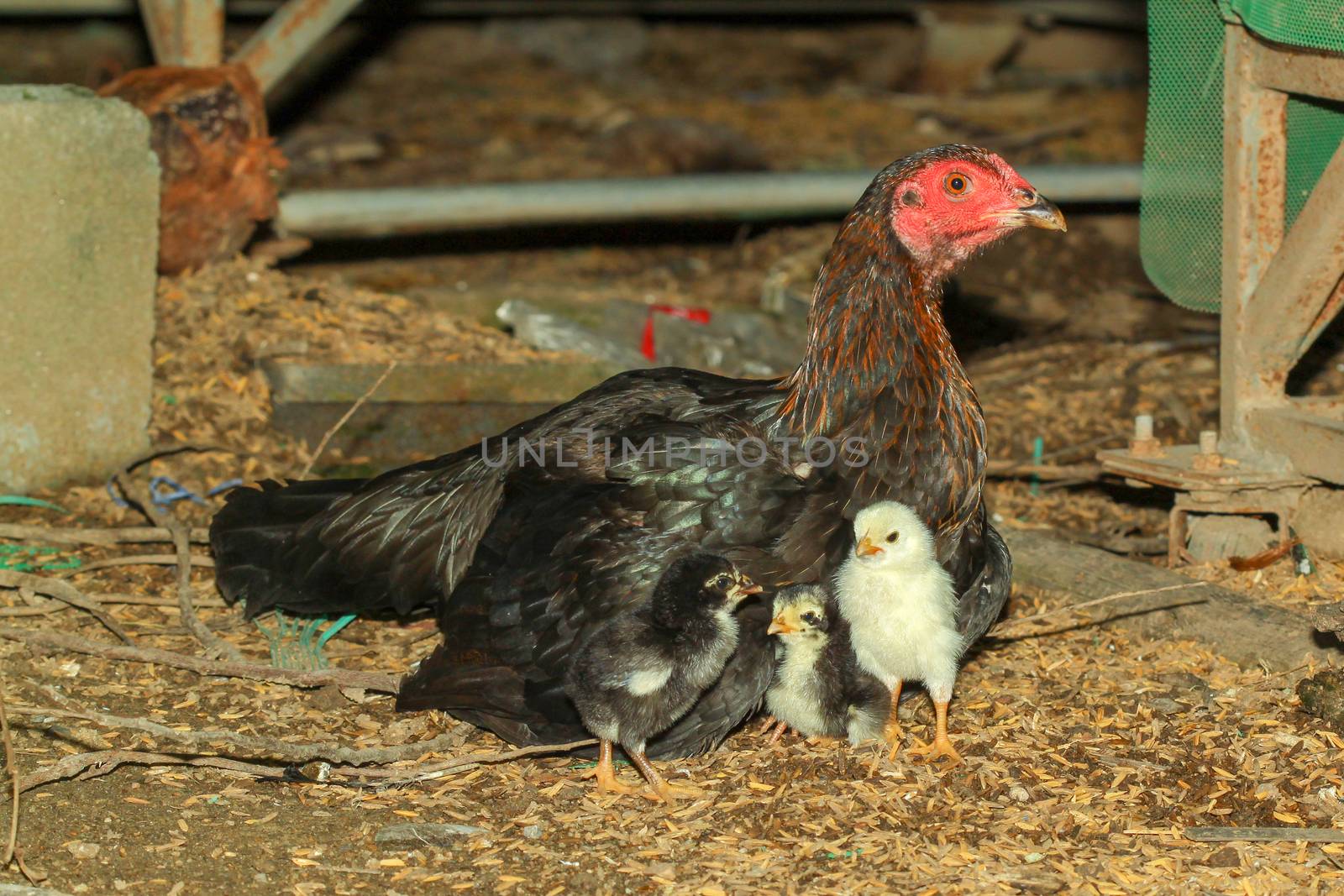 Hen fighting cock raising baby chick