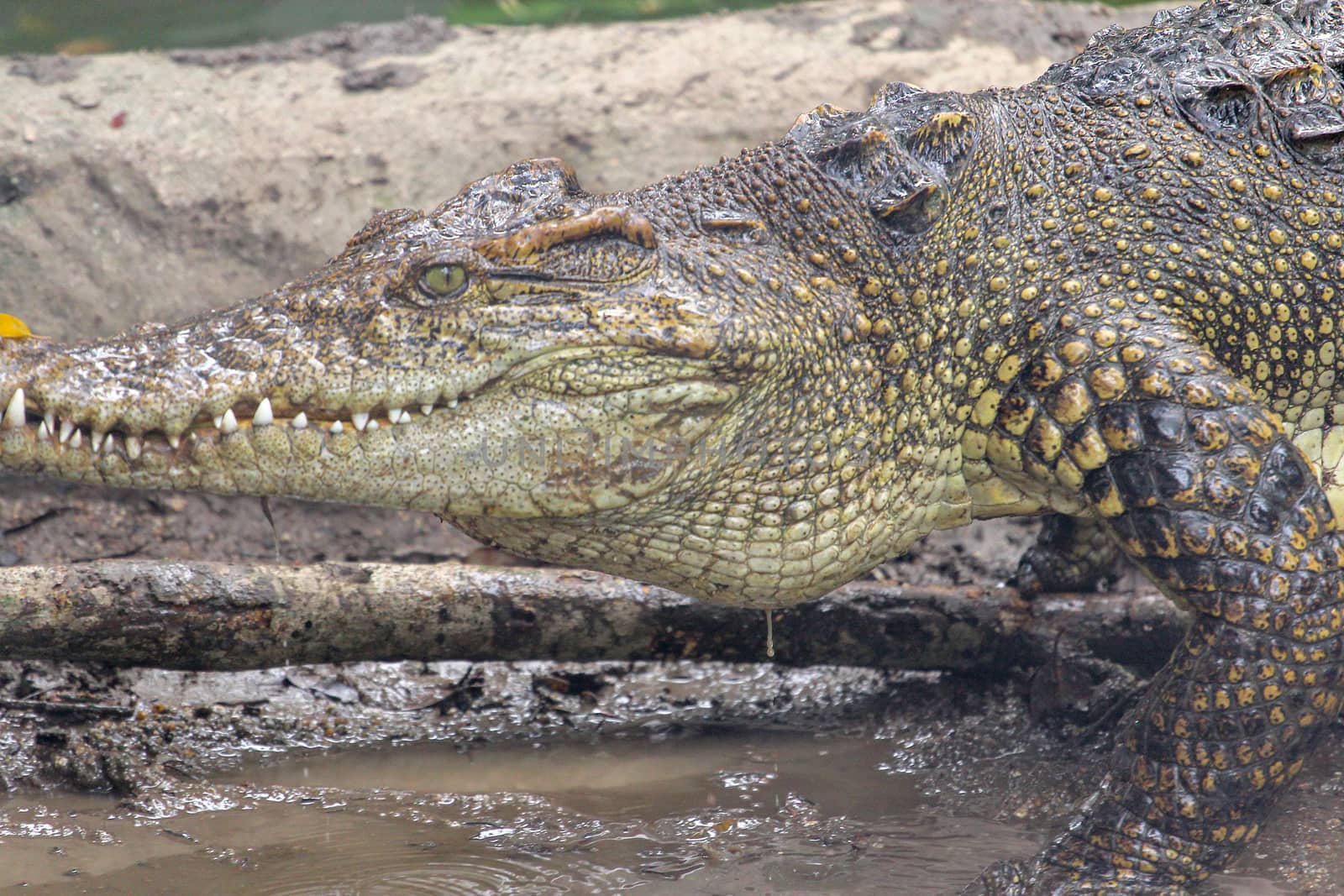 crocodile walk near the river at thailand by pumppump
