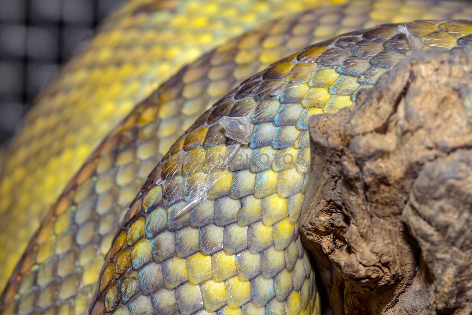 close up Moluccan Python snake skin by pumppump
