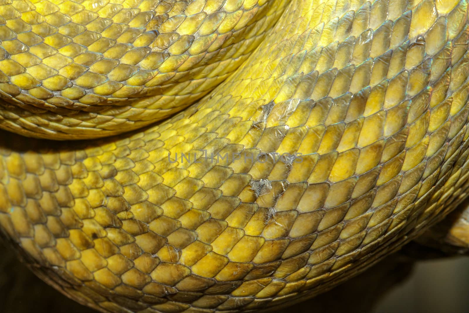 close up Moluccan Python snake skin by pumppump