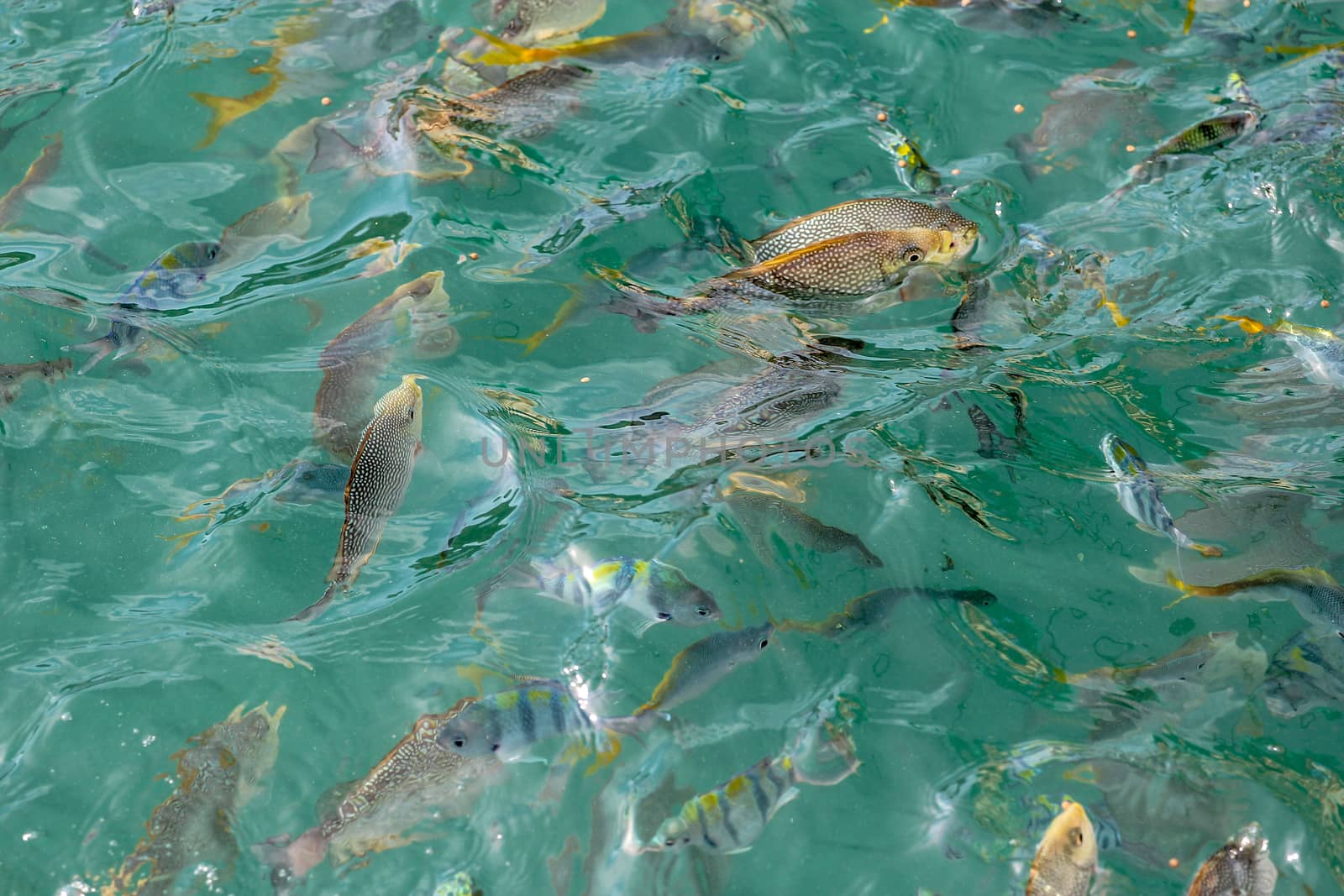 Group fish in the sea look on the boat at thailand by pumppump