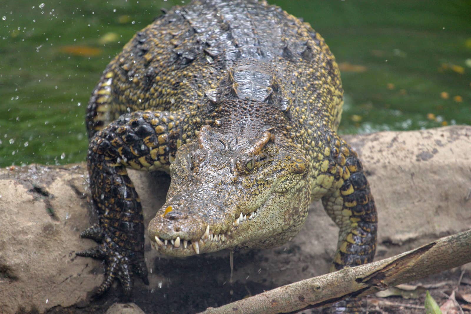 crocodile attack from river at thailand by pumppump