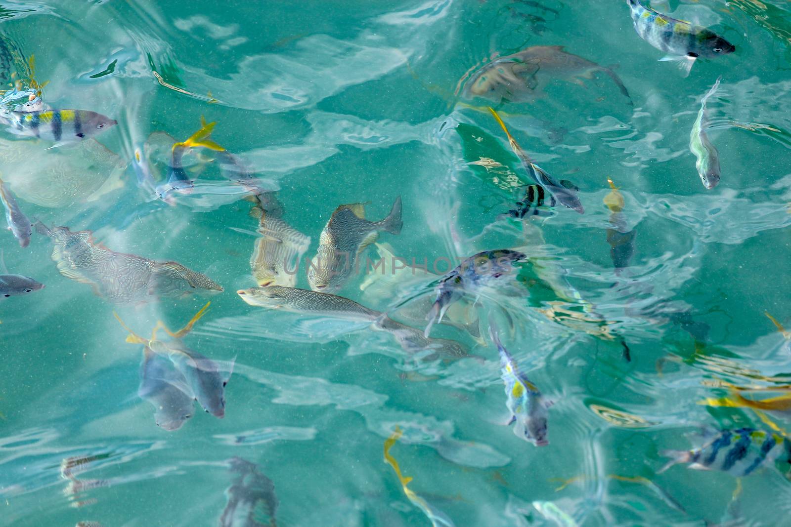 Group fish in the sea look on the boat at thailand by pumppump