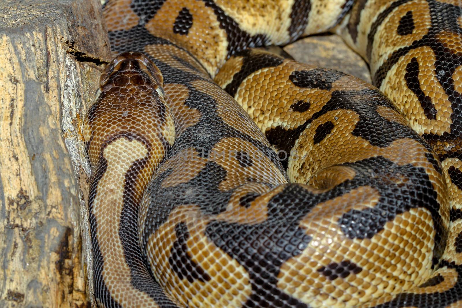 Ball python snake .close up snake skin 