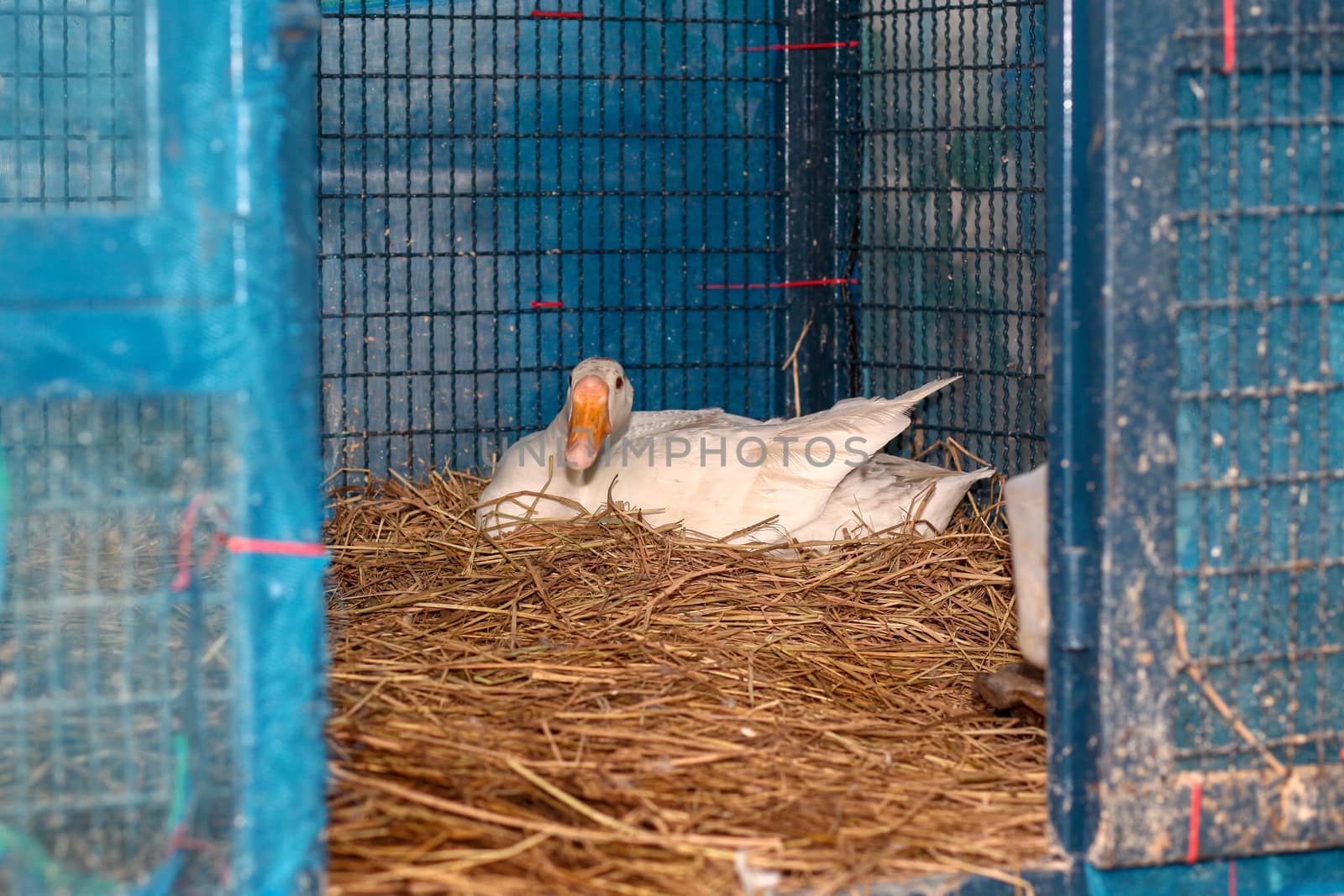 White goose Hatch eggs on hay in cage at thailand by pumppump