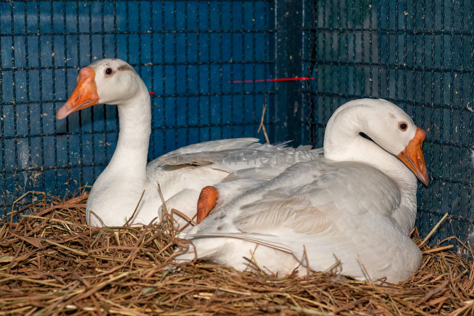 Two white goose Hatch eggs on hay in cage at thailand 