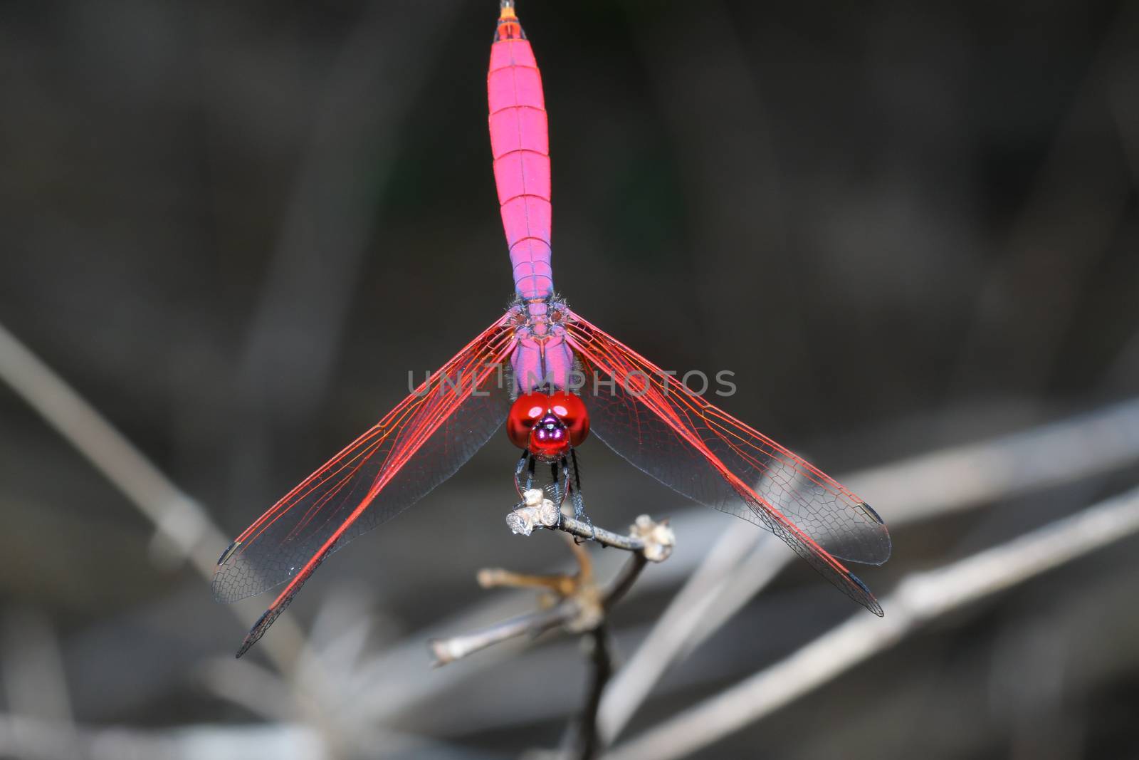 pink dragonfly on stick bamboo in forest at thailand