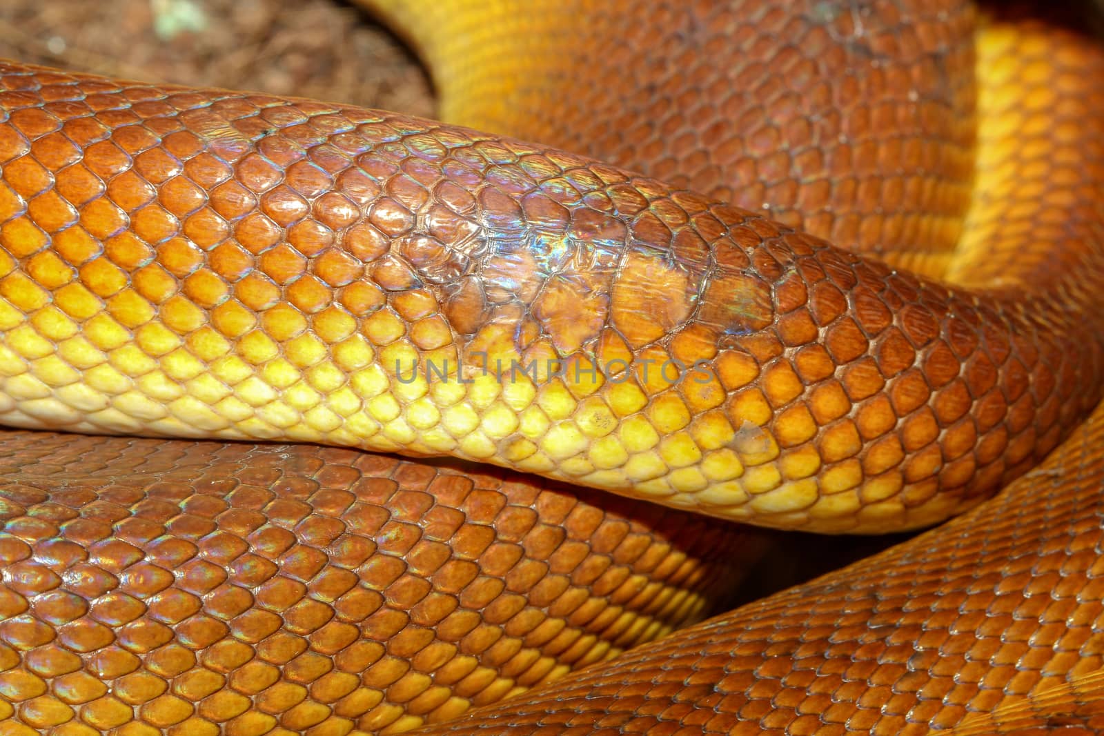 White-lipped Python (Leiopython albertisii) snake skin by pumppump