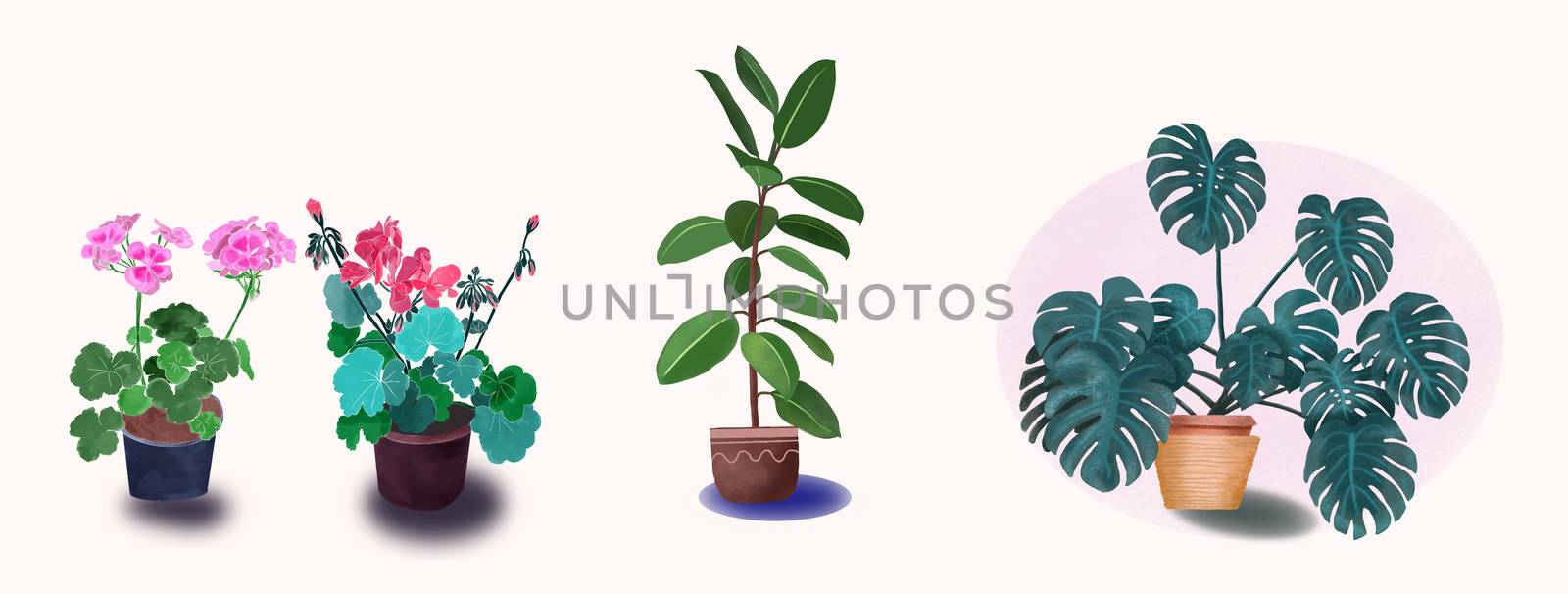 Hand drawn potted houseplant Set of isolated geraniums, ficus and monstera. House Plants Illustration with Monstera, Rubber Plant, and geranium illustration Interior design element.  