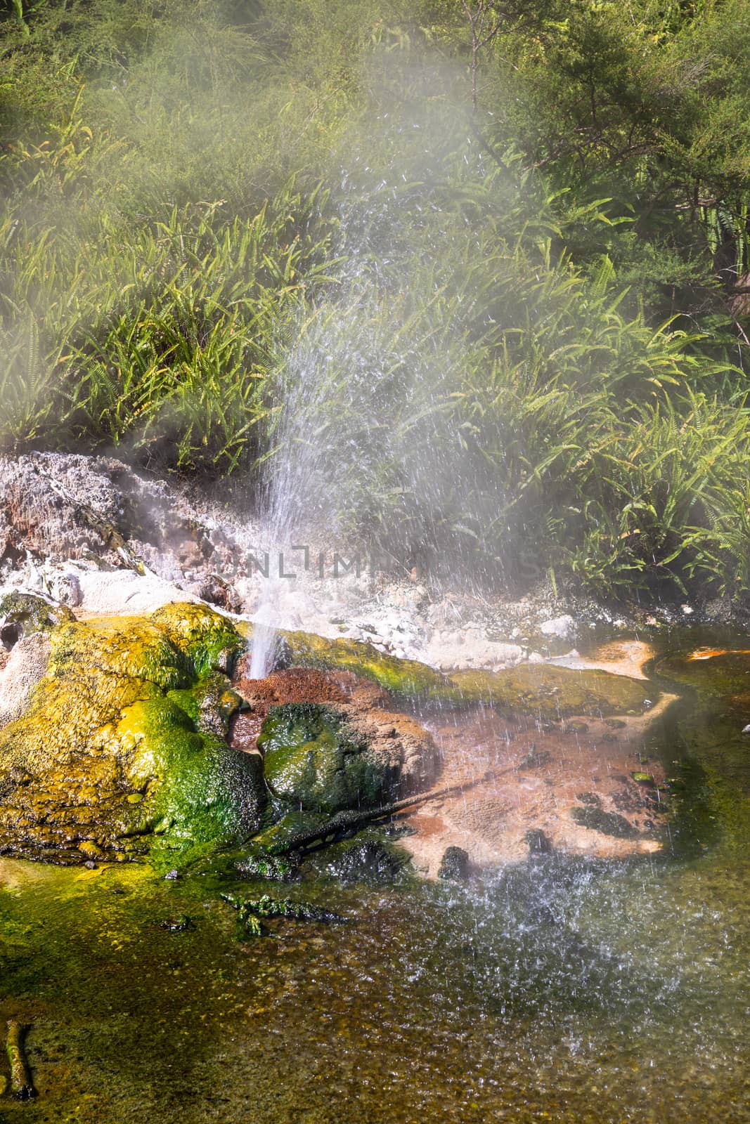 An image of a volcanic activities at waimangu new zealand