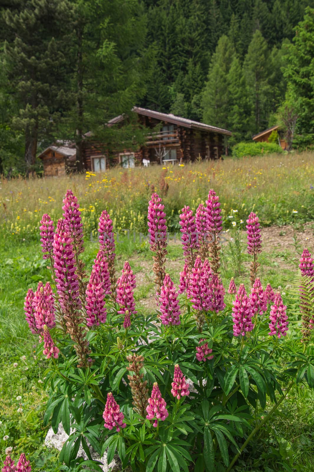 montroc,chamonix,haute savoie,france