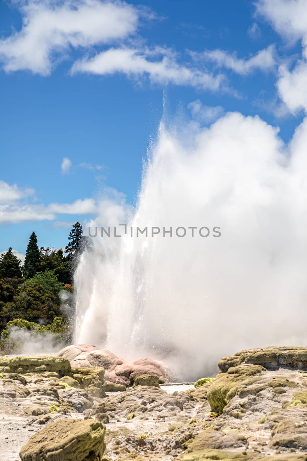 Geyser in New Zealand Rotorua by magann