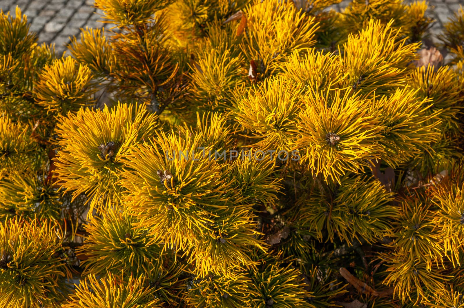 Vibrant yellow fir needles on coniferous tree in a cluster by sara_lissaker