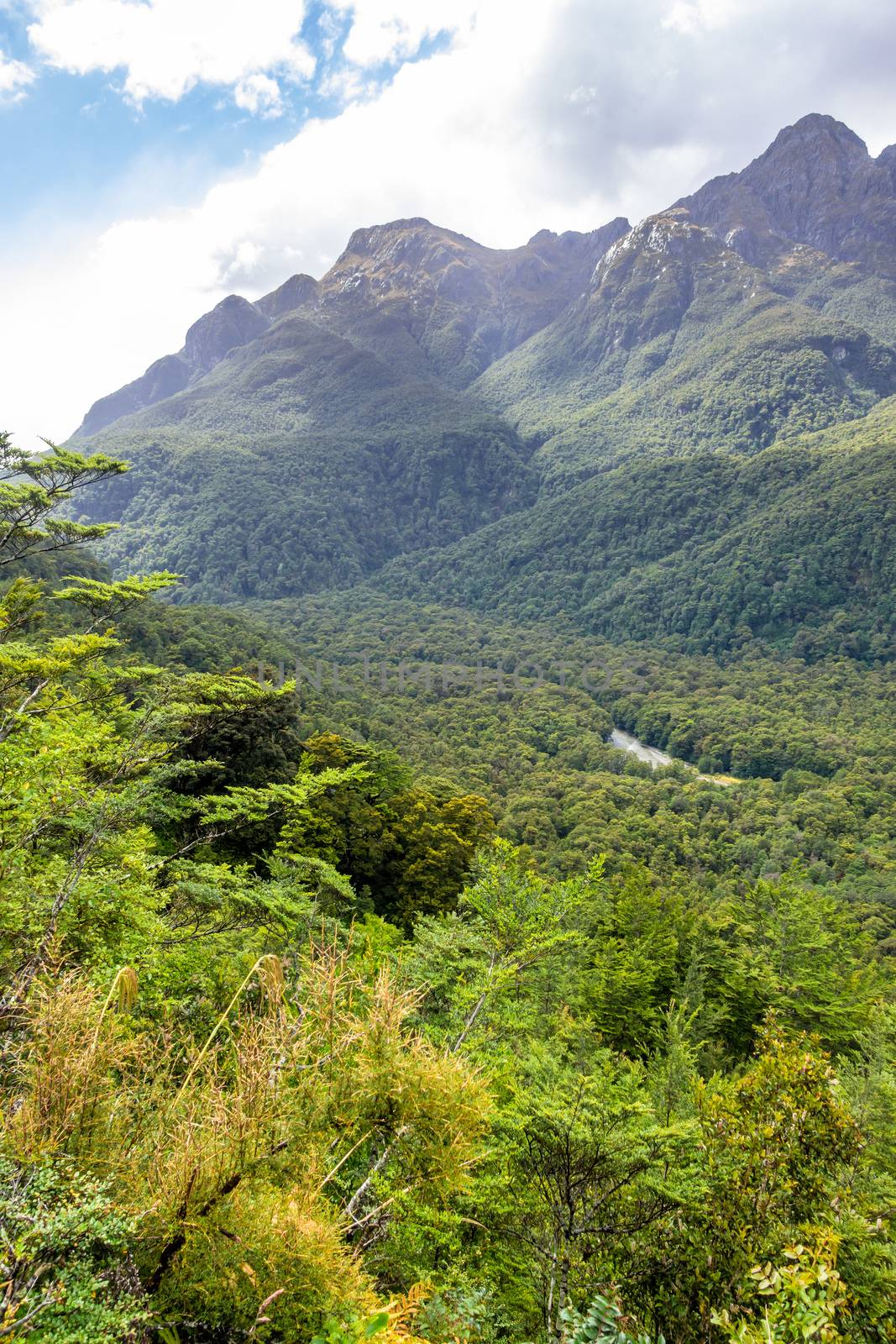 a forest on the way to Doubtful Sound New Zealand by magann