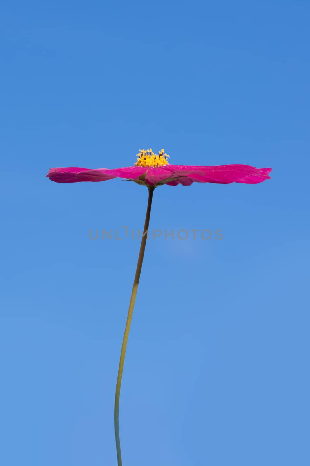 An image of a beautiful red Cosmos bipinnatus flower