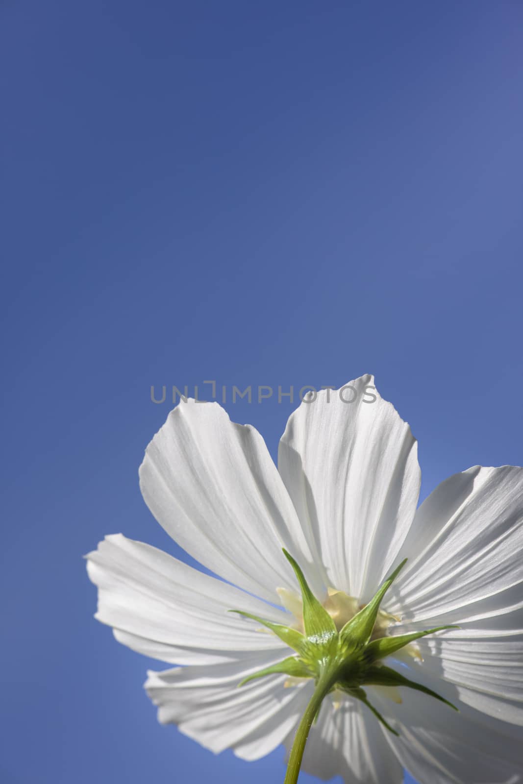 An image of a beautiful white Cosmos bipinnatus flower