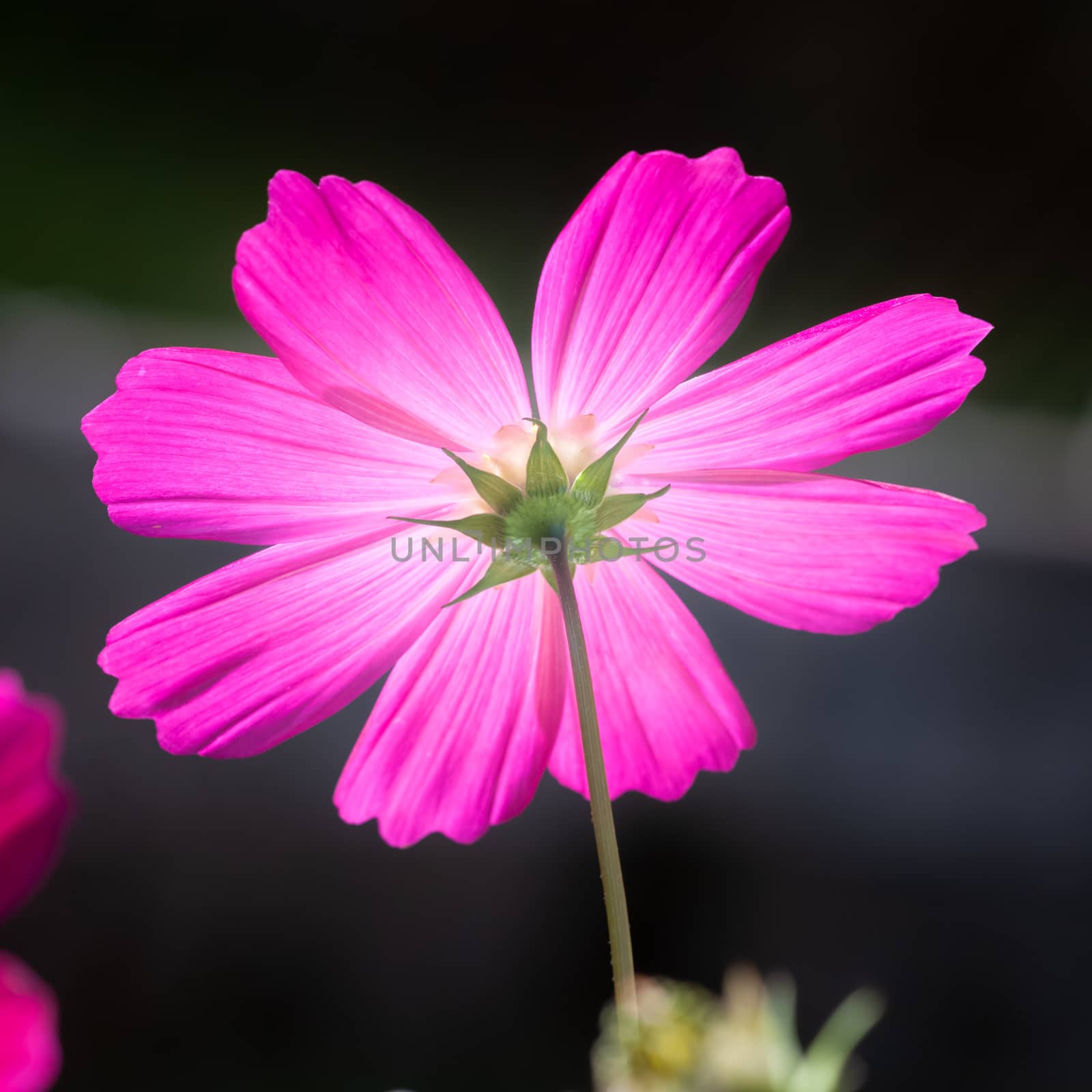 An image of a beautiful pink Cosmos bipinnatus flower