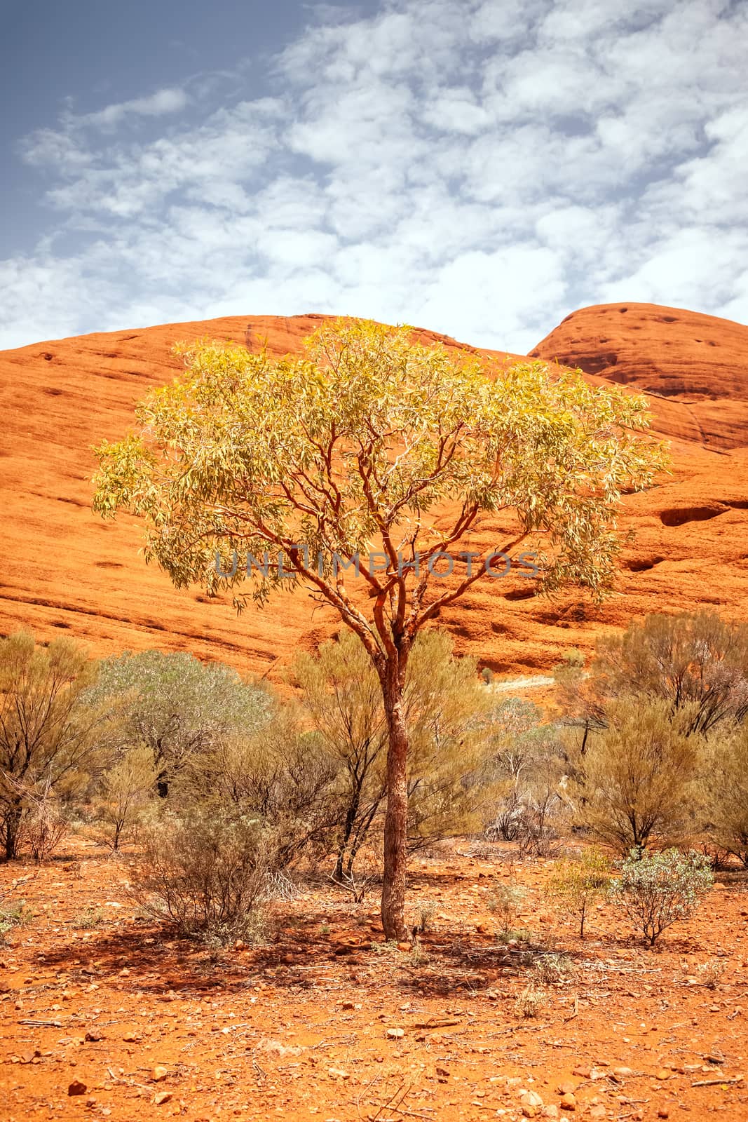 An image of a tree of the Australia outback