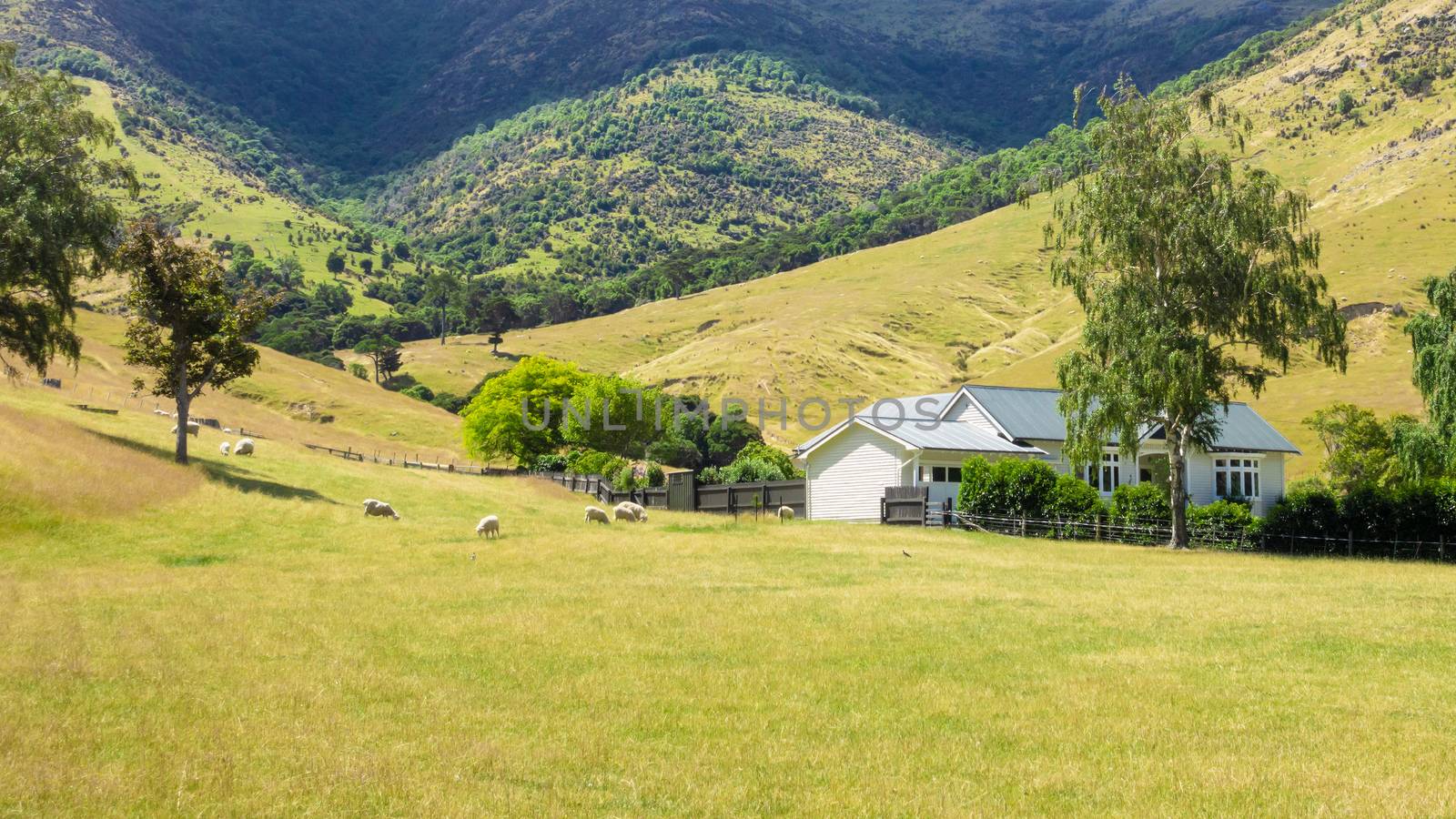 An image of a house with sheep in New Zealand