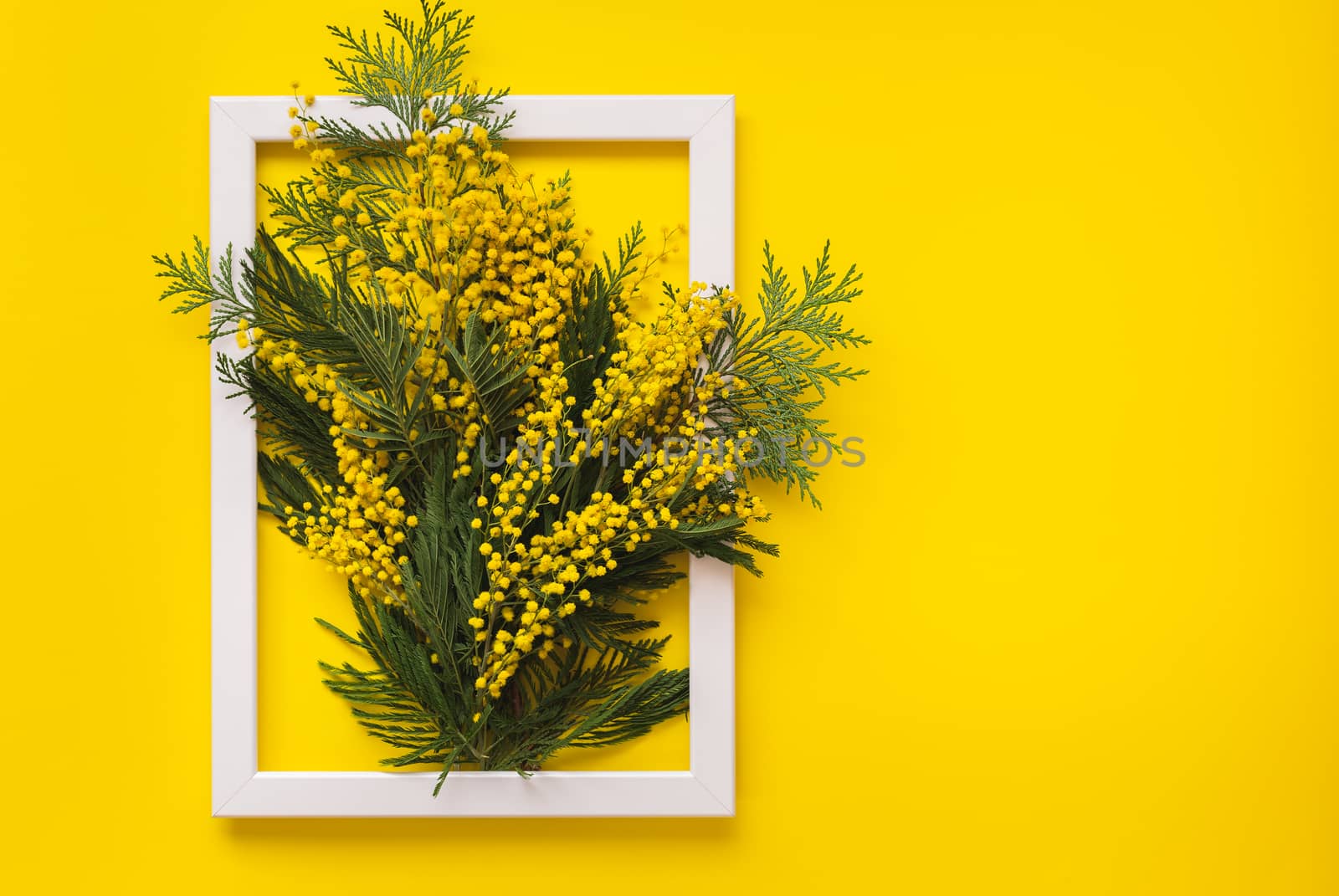 Mimosa flowers and green branches  on yellow pattern texture of crumpled paper with white photo frame, yellow background by Slast20