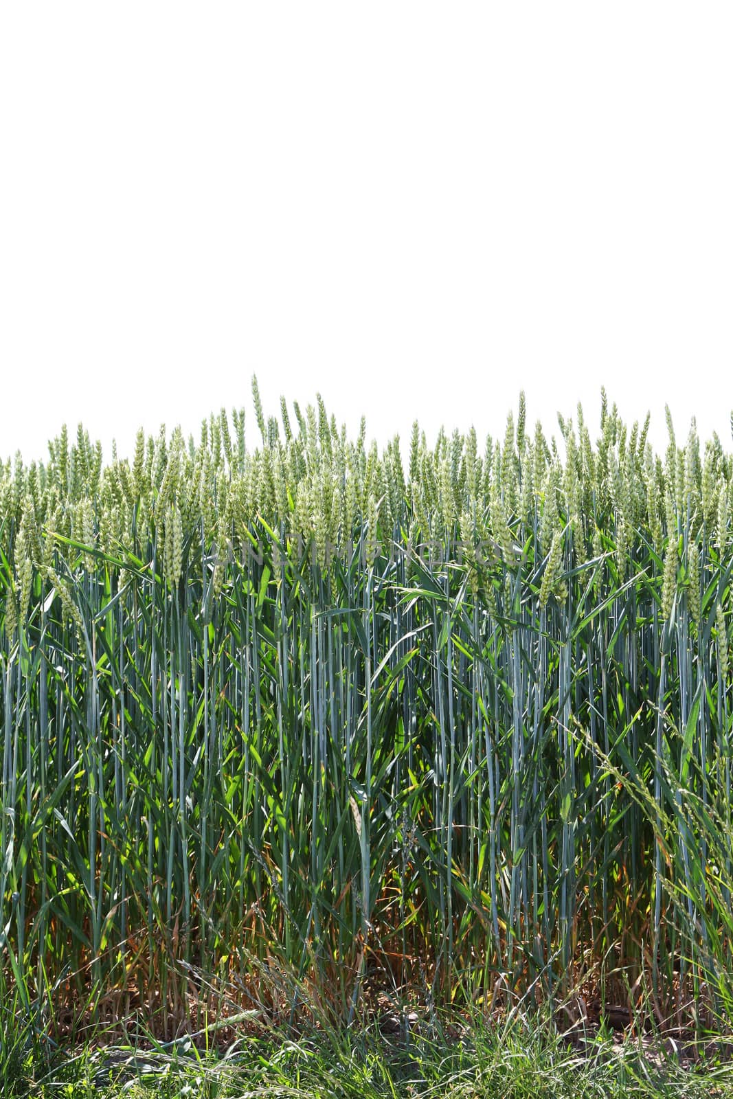 An image of a typical wheat field background