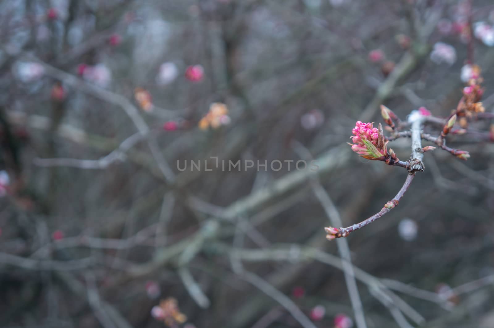 Cool toned close up of deep pink flower buds on a brach off center. Blurred tangled branches in the background. Romantic and crisp theme