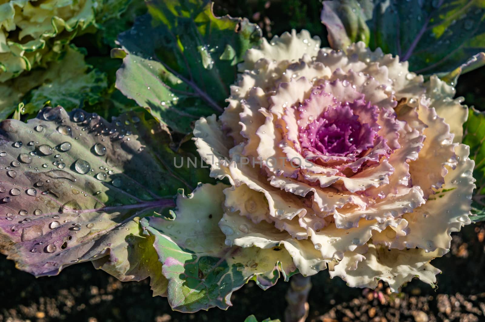 Water droplets covering decorative white and pink kale flower and deep green and purple leaf. Morning sunlight streaming on flower.