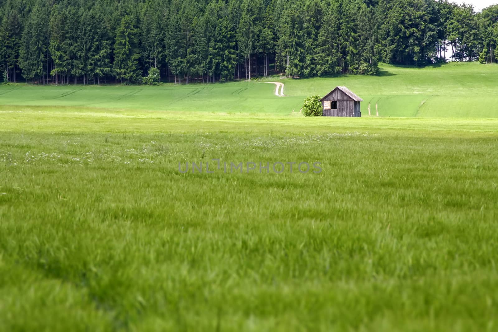 An image of a green summer meadow with trees