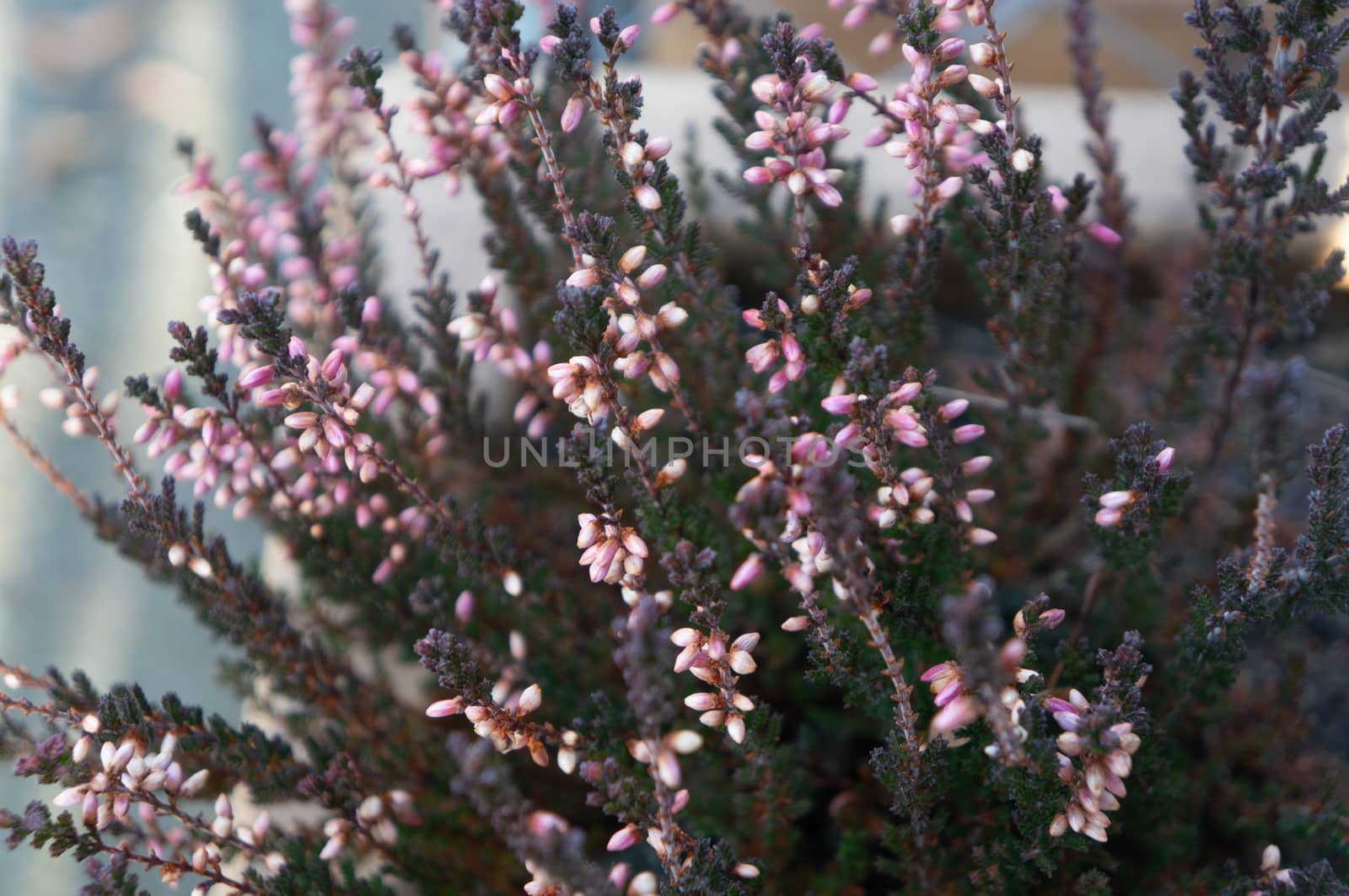 Clusters of small pink flower buds shot close up on deep green spinke branches in spring. Soft cool toned with romantic and loving feelings